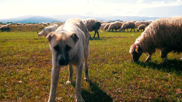 Dog-Shepherd-Grazing-Sheep-in-the-Field