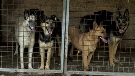 Heimatlose-Hunde-in-einem-Käfig