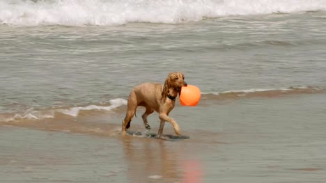 Wet-dog-fetches-ball-from-the-sea