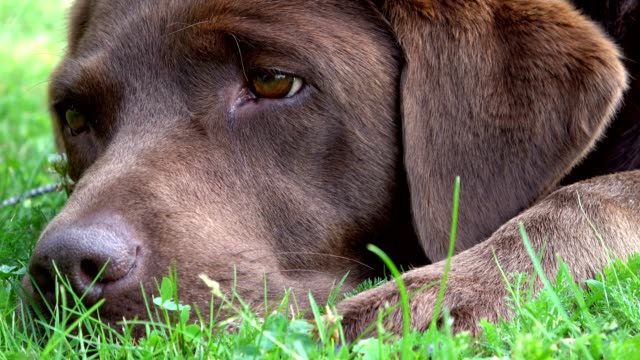 Perro-perdiguero-de-Labrador-marrón-está-cansado-en-el-gras,-4K