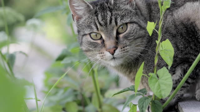 Cat-in-the-grass-outdoor