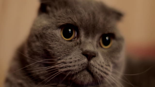 British-shorthair-cat-close-up