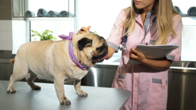 The-vet-is-making-notes-after-cheking-up-the-pug-dog