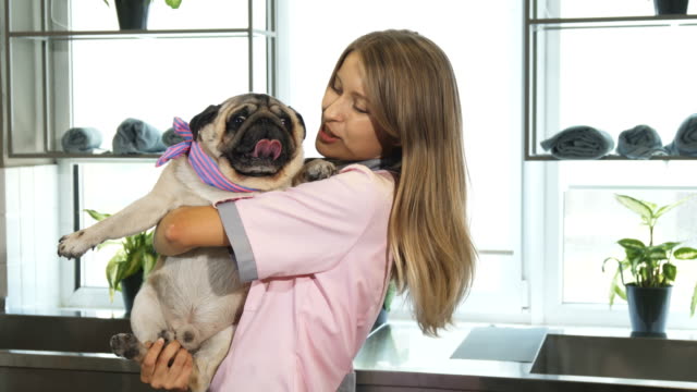 Der-Tierarzt-nimmt-ihre-Arme-Mops-Hund