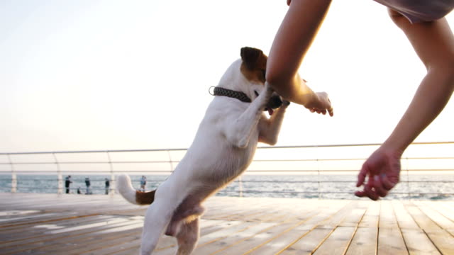 Junge-Frau-Training-niedlichen-Hund-Jack-Russel-nahe-dem-Meer