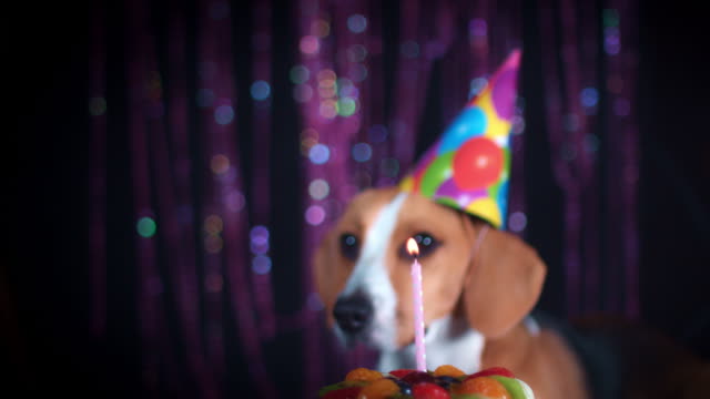 4-k-Geburtstag-Beagle-Hund-mit-Hut-und-Kuchen