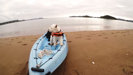 West-highland-white-terrier-westie-dog-standing-on-kayak-in-Paihia,-Bay-of-Islands,-New-Zealand,-NZ
