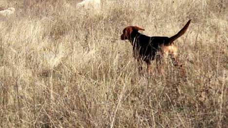 Hunting-dog-in-field