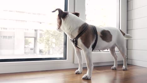 Dog-is-standing-on-the-window-waiting-for-owner