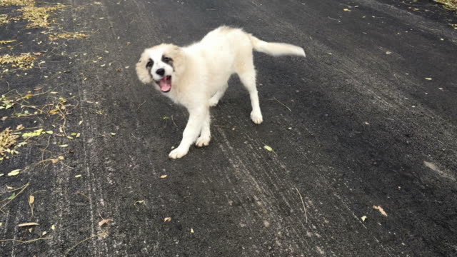 Cachorro-blanco-perdida-de-humor-juguetón-en-una-carretera-de-asfalto-otoñal