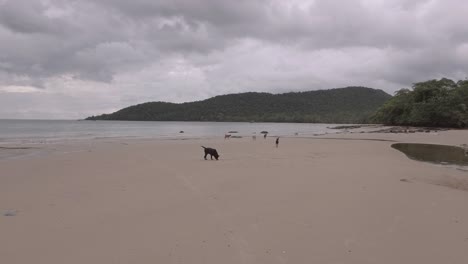 Streunende-Hunde,-die-zu-Fuß-am-Sandstrand-unter-dunklen-Wolken-Himmel