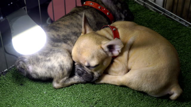 Nahaufnahme-von-Tiger-Muster-und-braune-französische-Bulldogge-mit-Licht-auf-dem-Boden-schlafen