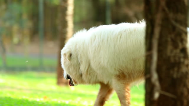 Beautiful-pure-bred-dog-forgaging-in-the-great-outdoors-for-food-in-4k-clip-resolution.-Dog-sniffing-smelling-for-clues-in-the-sunlight-outside