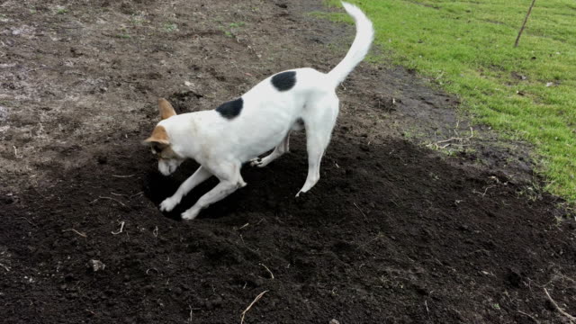 Perro-blanco-jóvenes-en-excavando-un-hoyo-en-tierra-negra,-mientras-más-viejo-capataz-de-Basenji-inspeccionando-el-proyecto-en-la-línea-de-meta