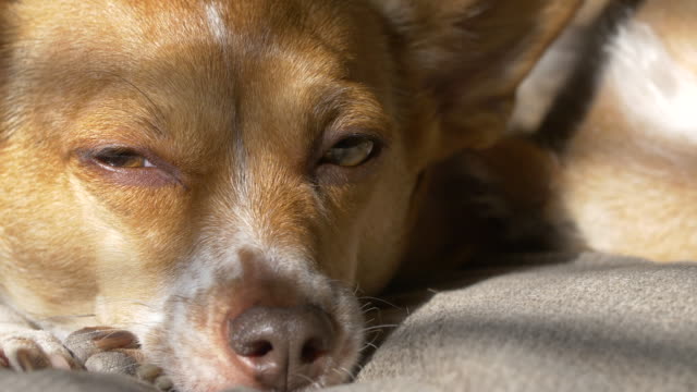 Sleeping-Dog-in-the-sun-light