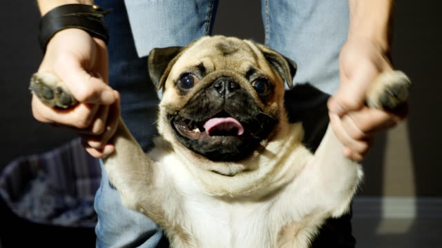 Man-playing-with-a-pug-holding-his-paws