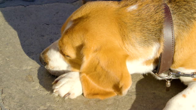 Ein-schlafender-Hund-mit-der-Leine-am-Hals