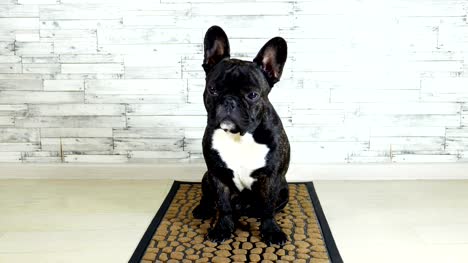 Tiere-Hunderasse-französische-Bulldogge-sitzt-auf-einem-Teppich
