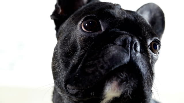 French-bulldog-looking-at-the-sides-close-up