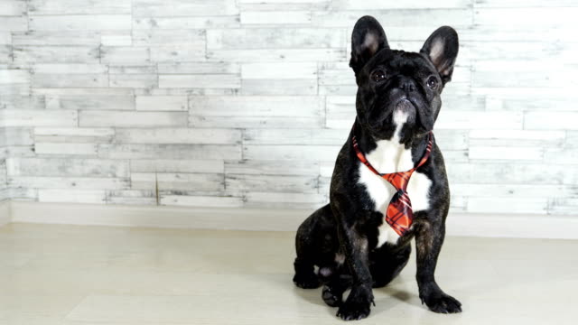 animal-dog-breed-French-bulldog-sitting-in-a-tie