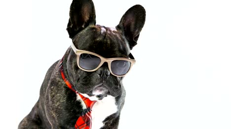 Französische-Bulldogge-sitzt-in-einer-Krawatte-und-Gläser-auf-weißem-Hintergrund