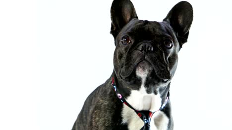 Französische-Bulldogge-in-eine-Krawatte-sitzt-auf-einem-weißen-Hintergrund