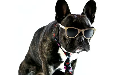 Bulldog-francés-lamiendo-sentado-en-una-corbata-y-gafas