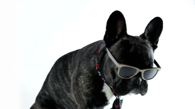 Französische-Bulldogge-sitzt-in-einer-Krawatte-und-Gläser-auf-weißem-Hintergrund