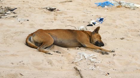 4k-de-perro-durmiendo-en-la-playa-de-la-ciudad-de-rayong,-Tailandia