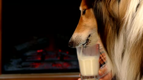 Ein-Hund-trinkt-Milch-aus-einem-Glas