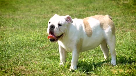 Beautiful-white-brown-english-bulldog,-beautiful-face-sitting-on-grass,-nature-background.-Concept:-a-parodist-dog,-favorite-animals,-true-friends,-a-dog's-pedigree,-a-friend's-dog,-a-small-wool.
