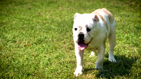 Schöne-weiße-braune-englische-Bulldogge,-schönes-Gesicht-sitzen-auf-dem-Rasen,-Natur-Hintergrund.-Konzept:-ein-Parodist-Hund,-Lieblingstiere,-wahre-Freunde,-Ahnentafel-des-Hundes,-ein-Freund-Hund,-eine-kleine-Wolle.