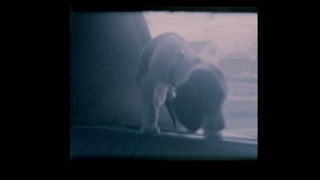 Puppy-in-rear-window-of-car
