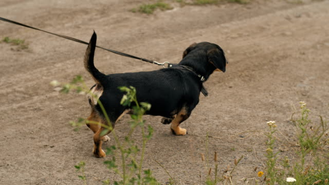 Dog-walks-on-a-leash