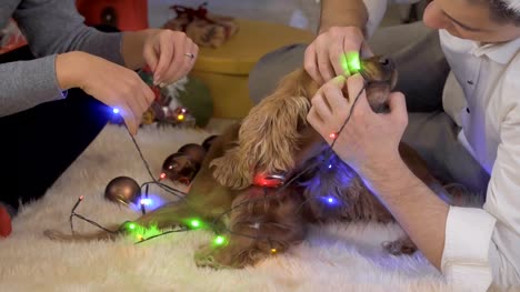 Funny-dog-eats-an-electric-christmas-garland