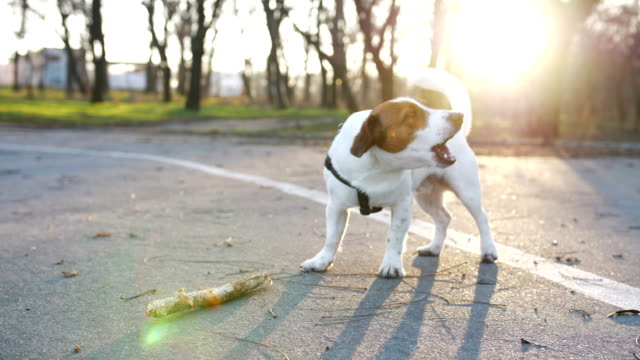 Jack-Russell-Terrier-Hund-bellen-im-park