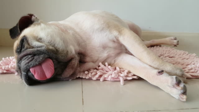 Close-up-face-of-Cute-pug-puppy-dog-sleeping-by-chin-and-tongue-lay-down-on-mat-floor