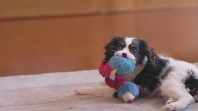 Shot-of-a-cute-puppy-playing-with-his-chew-toy-in-a-living-room