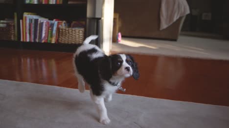 Slow-motion-shot-of-an-odorable-puppy-prancing-in-a-living-room.