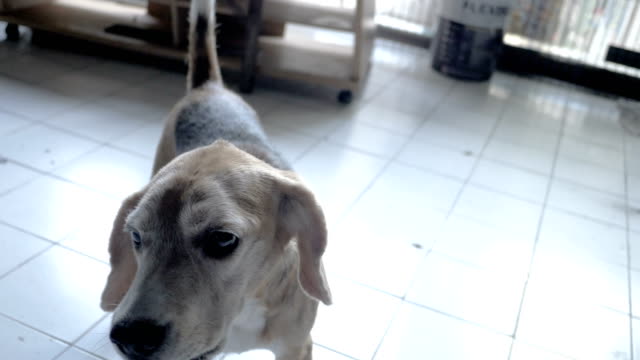 beagle--barking