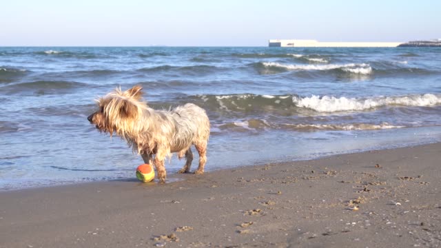 Dog-barking,-asking-to-play,-at-the-beach-with-ball