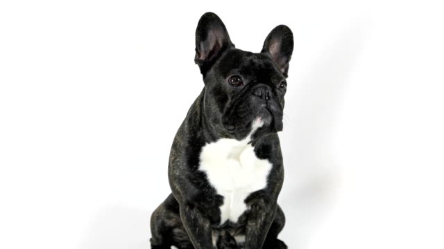 Bulldog-francés-perro-sentado-y-lamiendo,-fondo-blanco