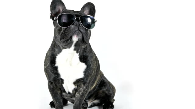 French-bulldog-sitting-in-glasses-licking,-white-background
