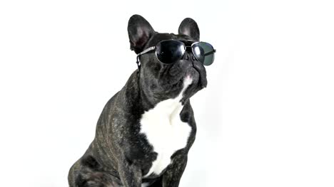 Bulldog-francés-sentado-en-gafas-lamiendo,-fondo-blanco