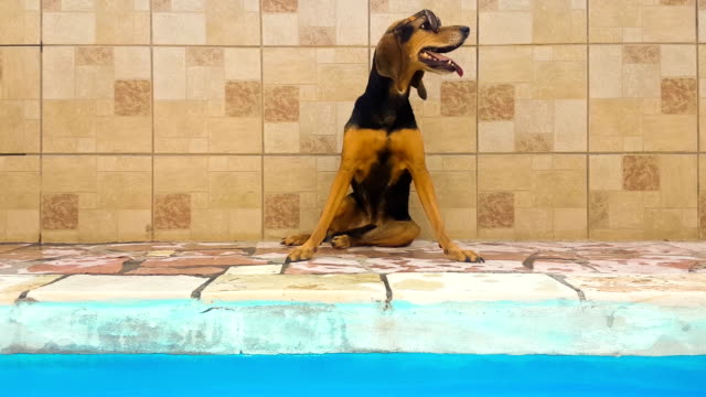 Hund,-posiert-mit-Sonnenbrille-gegen-die-Wand-eines-Pools.-Einen-netten-Moment.