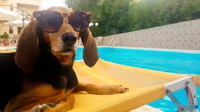 Hund-mit-Sonnenbrille-sitzt-auf-einem-Liegestuhl.-Eine-lustige-Szene.