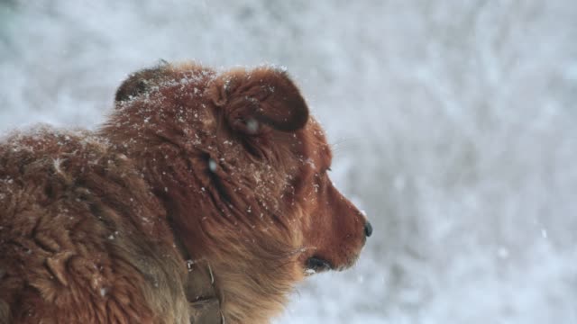Sad-dog.-Snowfall.