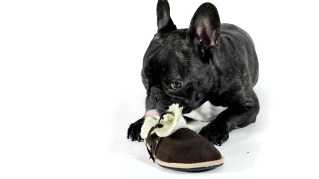 Bulldog-francés-lame-zapatos-sobre-fondo-blanco
