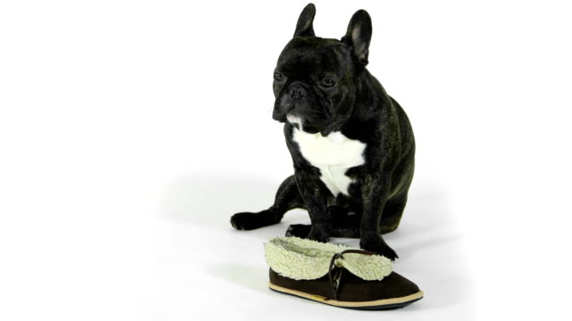 Französische-Bulldogge-mit-Schuhen-auf-weißem-Hintergrund