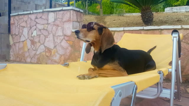 Hund-auf-einer-Liege-lange-tragen-Sonnenbrillen.-Einen-Moment-der-Entspannung.